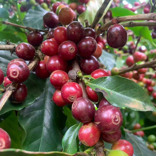 Café: Mito ou Realidade? Descubra se Realmente Causa Dependência