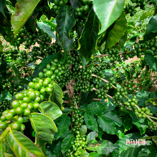 Café Especial vs Café Tradicional: Qual a Diferença?