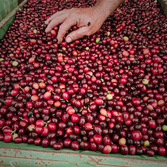 A Importância do Café no Brasil: Tradição, Economia e Cultura